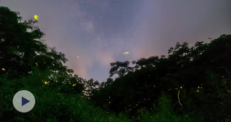 宁波资深星空摄影师用镜头“捕捉”星空下的萤火虫