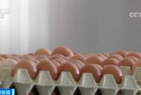 常吃鸡蛋对身体是好是坏？最新的研究来了