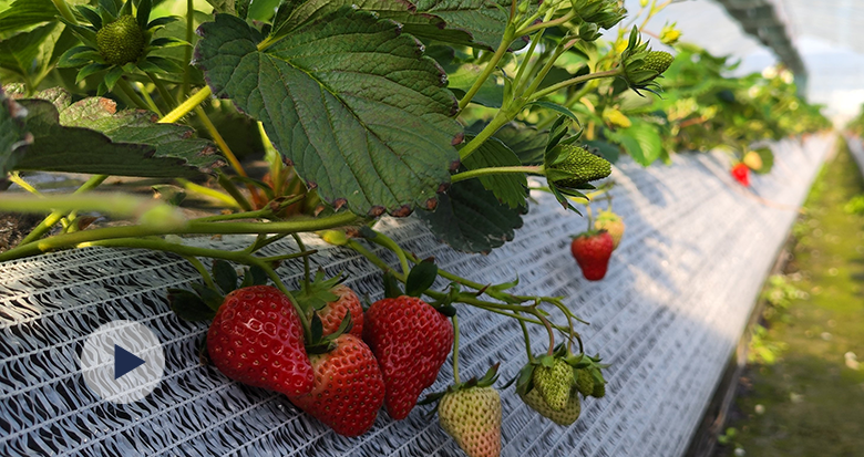 奉化尚田草莓鲜甜上市 开启冬日“莓”好时光
