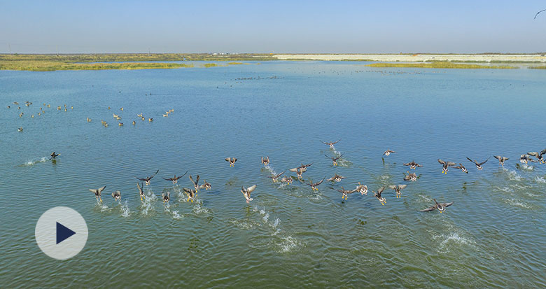 最美候鸟季来啦！大批候鸟飞抵杭州湾湿地