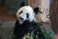 美孟菲斯动物园宣布归还大熊猫丫丫和乐乐