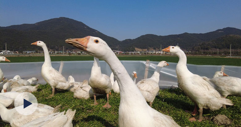 宁波首个“稻-草-鹅”生态种养模式试验成功