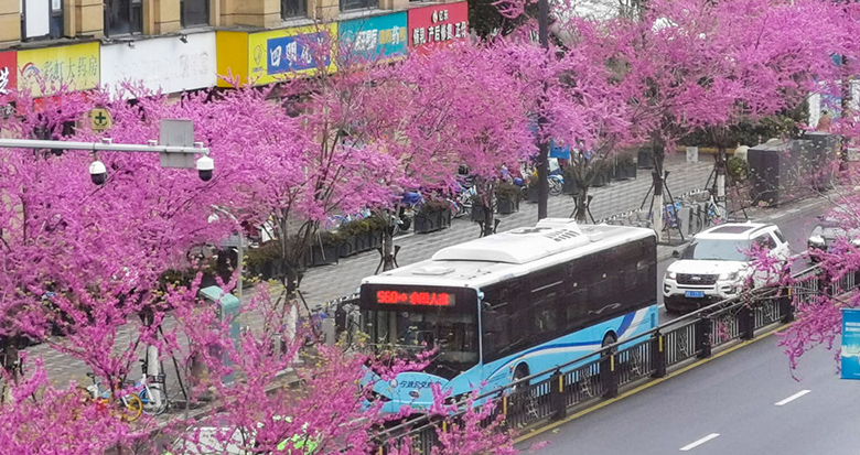 宁波市区这条紫色大道很惊艳