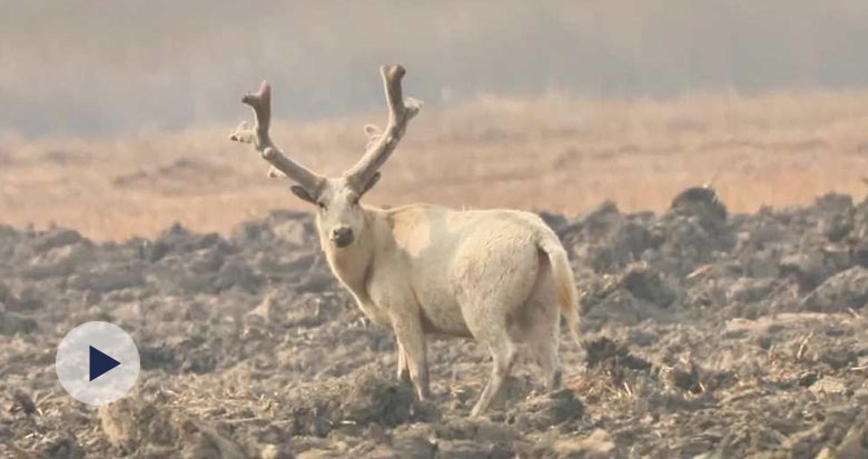 罕见!天津七里海湿地现白色麋鹿