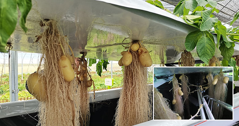 种在空气中的土豆结薯了