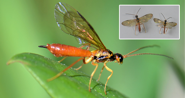 宁波发现昆虫新物种 它叫杜鹃简脉茎蜂