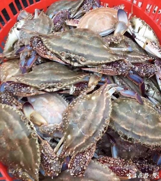 8月1日“小开渔” 东海梭子蟹很快能够“爬”上市民餐桌啦