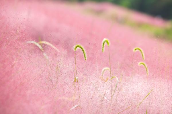 宁波这座山上的数十亩粉黛乱子草进入盛开期