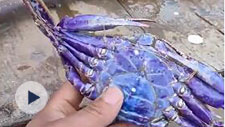 紫色的梭子蟹你见过吗？舟山老渔民：不稀奇