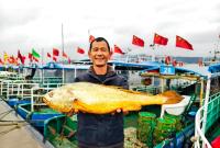 金光闪闪！宁海渔民捕到一条两公斤多重大黄鱼