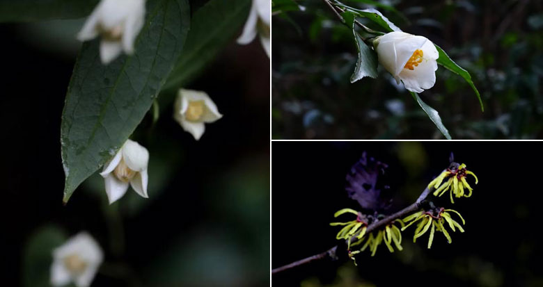 山野邂逅!高颜值“小铃铛花”开了