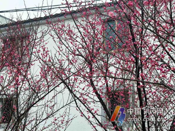 春节期间宁波天气晴多雨少 气温先升后降