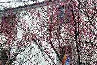 春节期间宁波天气晴多雨少 气温先升后降
