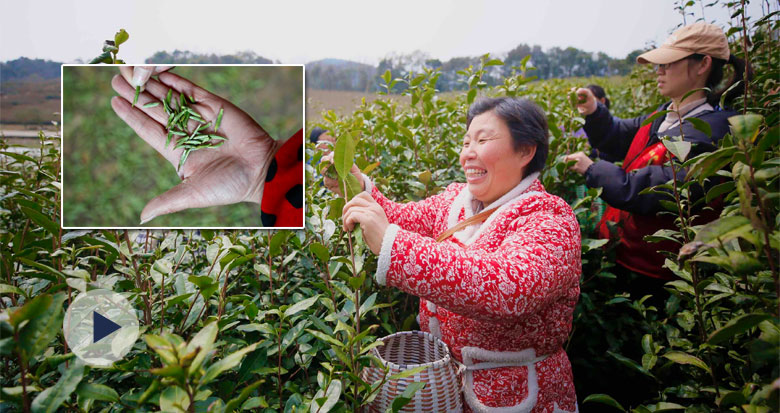 Ʒ紺һʡ衰ţ硱 ÿ6000Ԫ