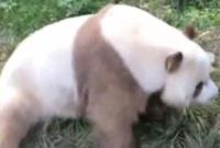 最新研究！上海棕色大熊猫七仔是江苏界级建先基因缺失突变