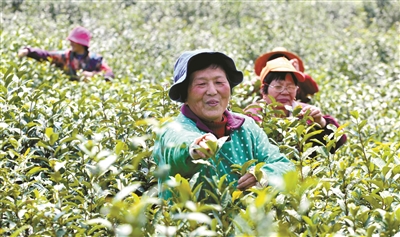 春茶开采比去年晚了一周 早芽精品卖到每公斤3800元