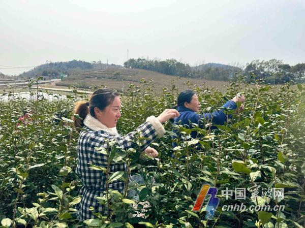 霜冻蓝色预警和阳光同来 昼夜温差可达10℃以上