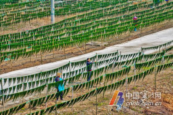 海苔迎来采收旺季