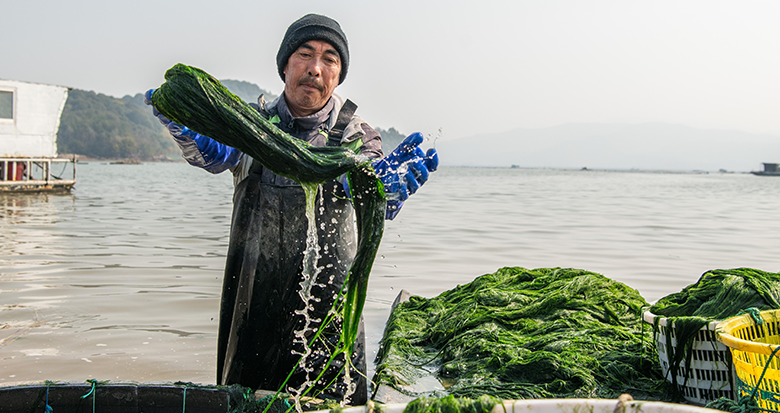 海苔迎来采收旺季