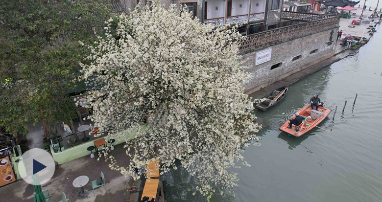 东钱湖“网红”梨树的春日之约