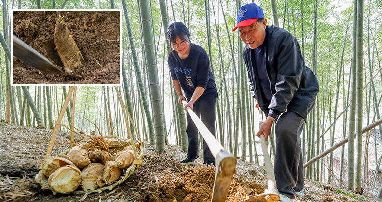 日本小林制药召回约30万份产品