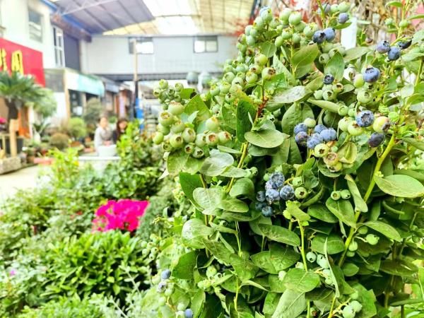 蓝莓、樱桃、草莓……宁波人的春日阳台有了“新宠”
