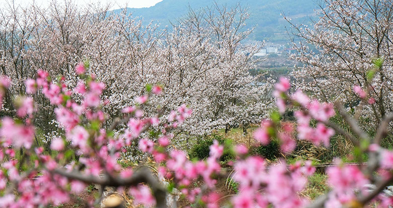 年轻租客已在“整顿”租房市场