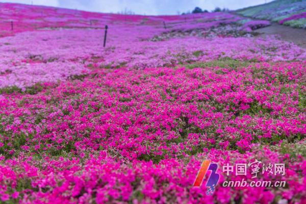 江北这里的芝樱花已盛开 美翻了