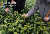 宁波地产春茶采摘时间将比往年略有推迟