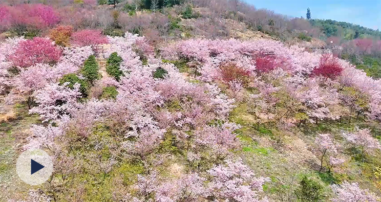 宁波面积最大的早樱盛放 邂逅粉色浪漫
