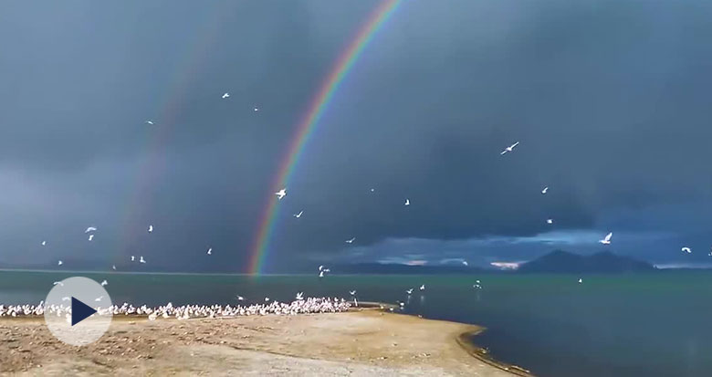 ľʺȺŸ