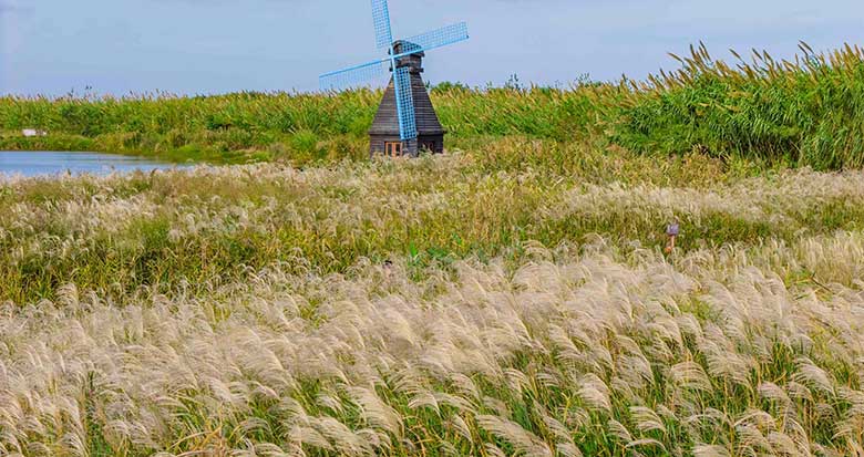 杭州湾国家湿地公园千顷芦花迎来盛花期