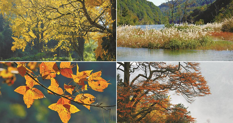 立冬天未寒秋色最斑斓 宁波秋色最美的时节来了