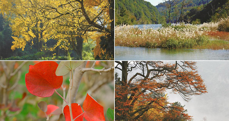 立冬天未寒秋色最斑斓 宁波秋色最美的时节来了