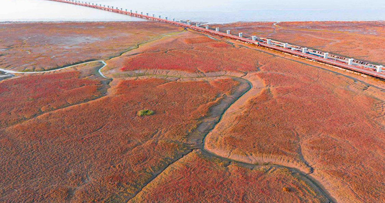 杭州湾湿地重现“红滩”盛景