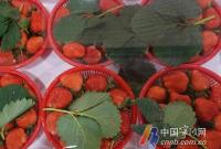 “大个草莓是用了膨大剂”?真相是这样