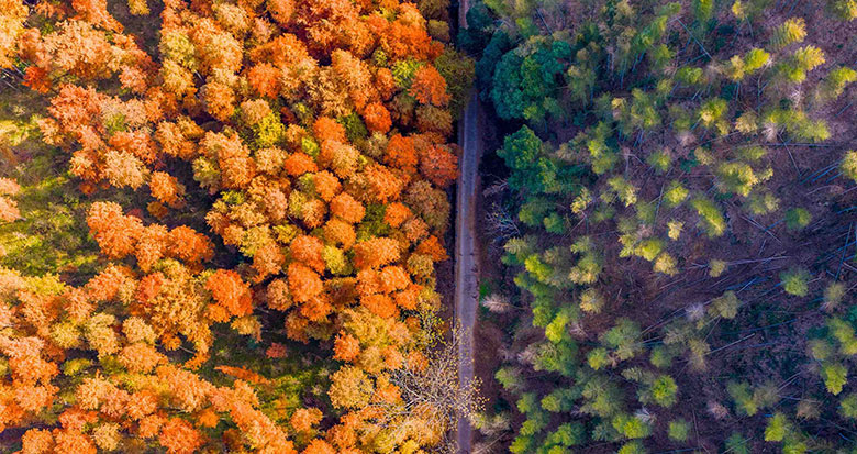 四明山麓杉红醉