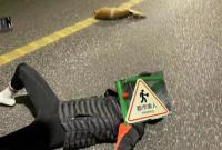 杭州一骑行者与黄麂相撞 夜骑小伙断了2根骨头 黄麂仍在救治