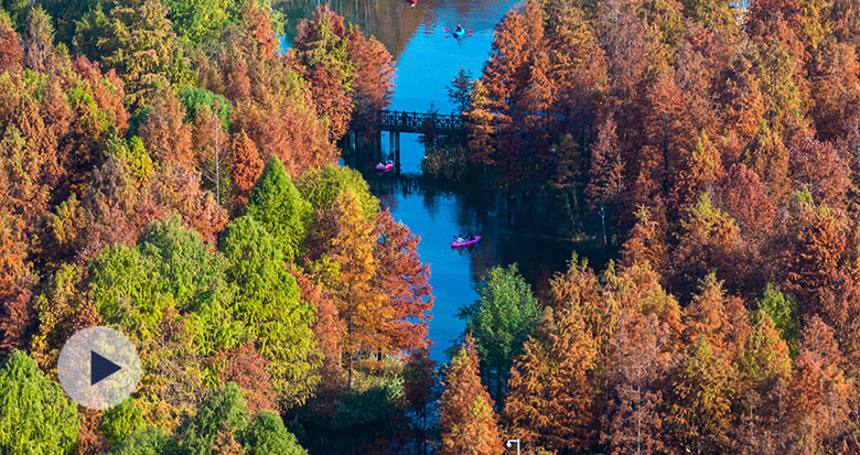宁波植物园“水上森林”进入最佳观赏期