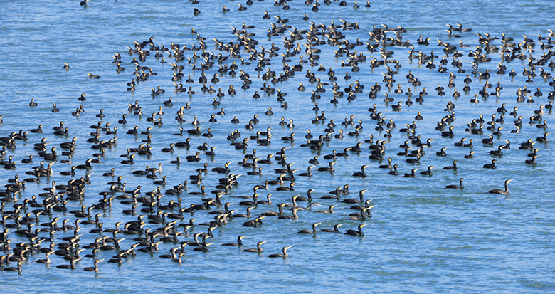 ��˴��Խ��÷ɽ��