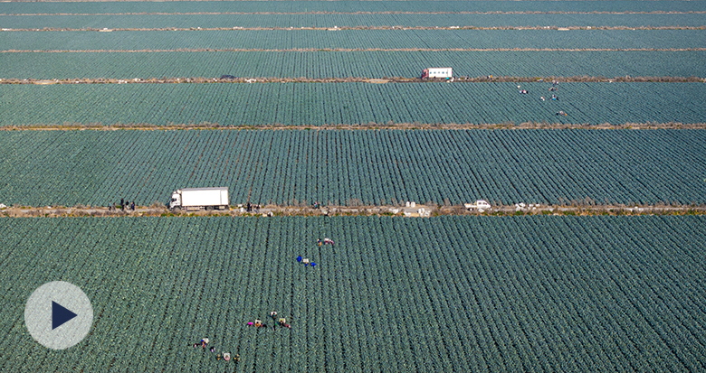 超20000亩!宁海盐碱地“变形记”