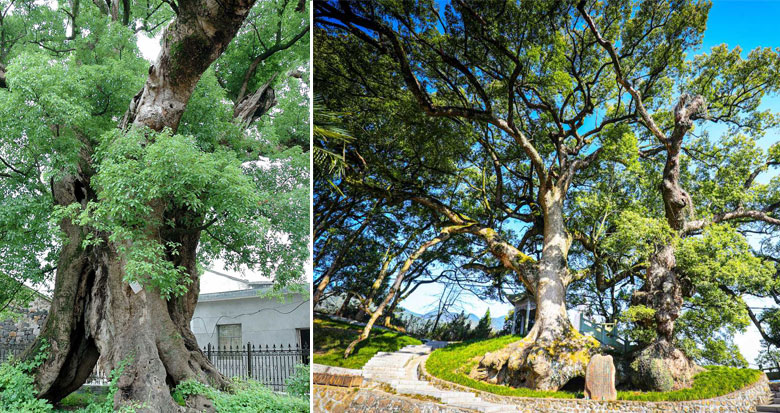 宁波古树名木的这些“最” 你了解吗？