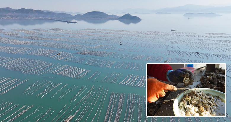 冬至过后迎丰收 奉化莼湖牡蛎采收忙