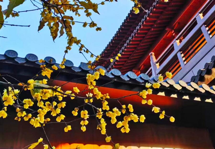 ��ɲ����