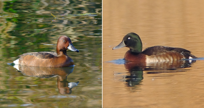 ���ȱ�Σ����ͷǱѼ��������÷ɽ��