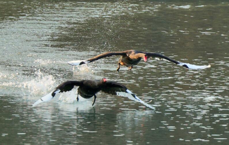 ۴�ݹ�԰������조����˫�ɡ�