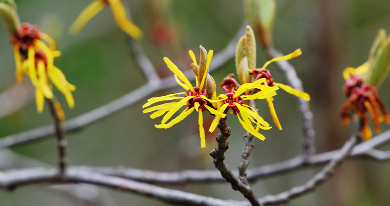 ������ɽ��һ��÷��������