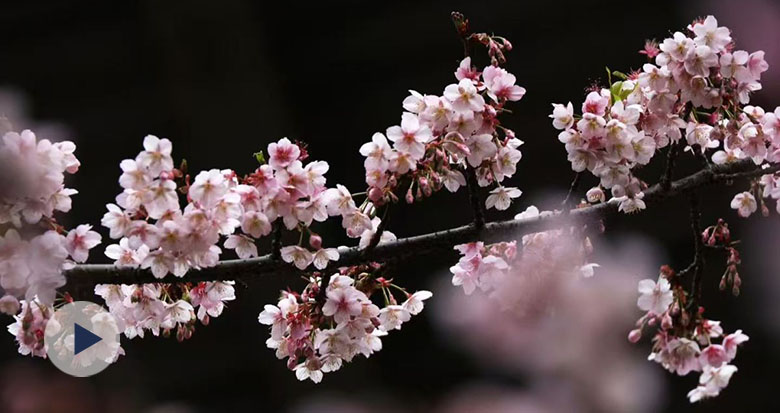 ����δ�� ӣ�������ȡ���