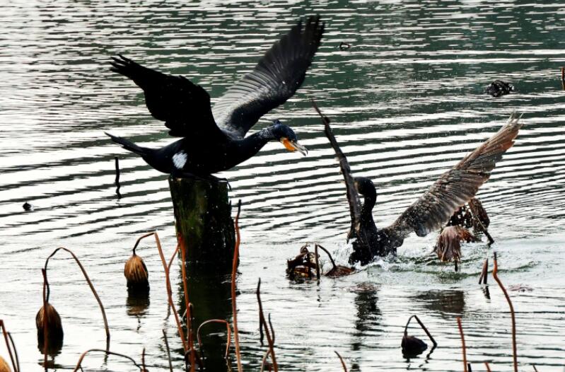 �պ������������ˮ