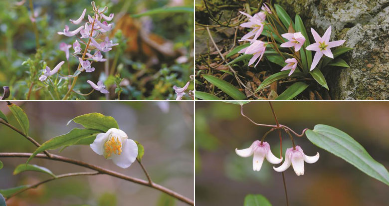 �������� ����������Щ����������